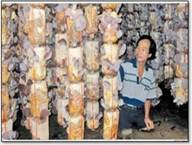 mushrooms change lives of mine victims.jpg